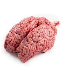 Cow Brain